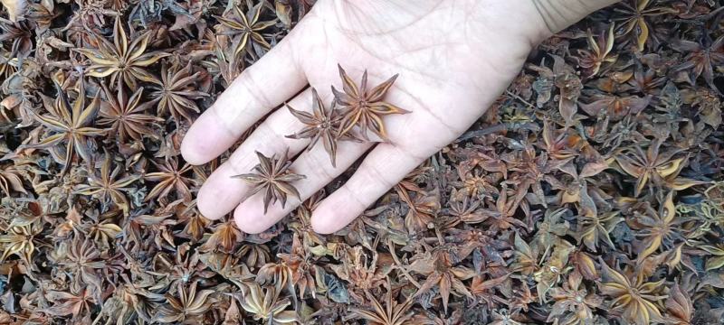 [野八角批发]云南保山隆阳区八角 15.00元/斤野生八角,又名 _ 一亩田