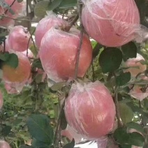 苹果〔山东新红星〕，大量上市，75起步口感脆甜可视频看货
