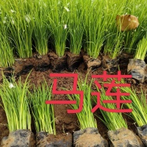马莲，马蔺，马兰量大批发价格，绿化苗木，诚信为本。