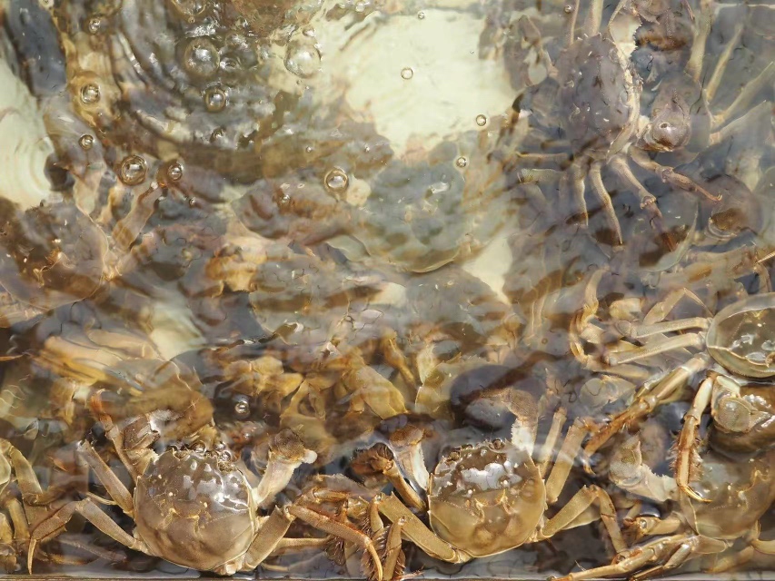 大闸蟹在江水中游动