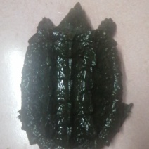 大鳄龟一只