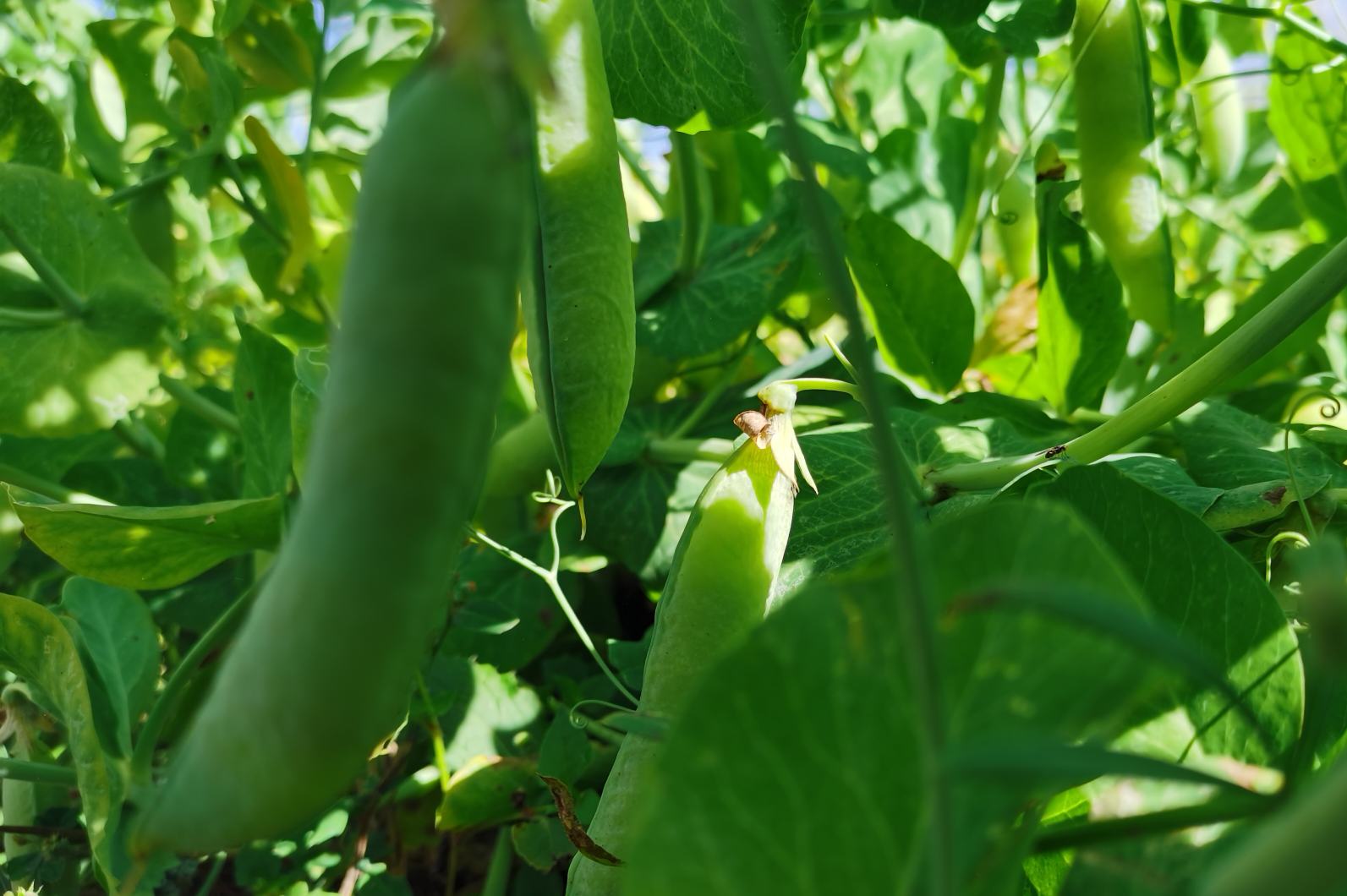 一棵高大的扁豆树在阳光下舒展枝叶,藤蔓缠绕,绿叶间垂挂着成串的绿扁豆荚 扁豆树在阳光下的全景