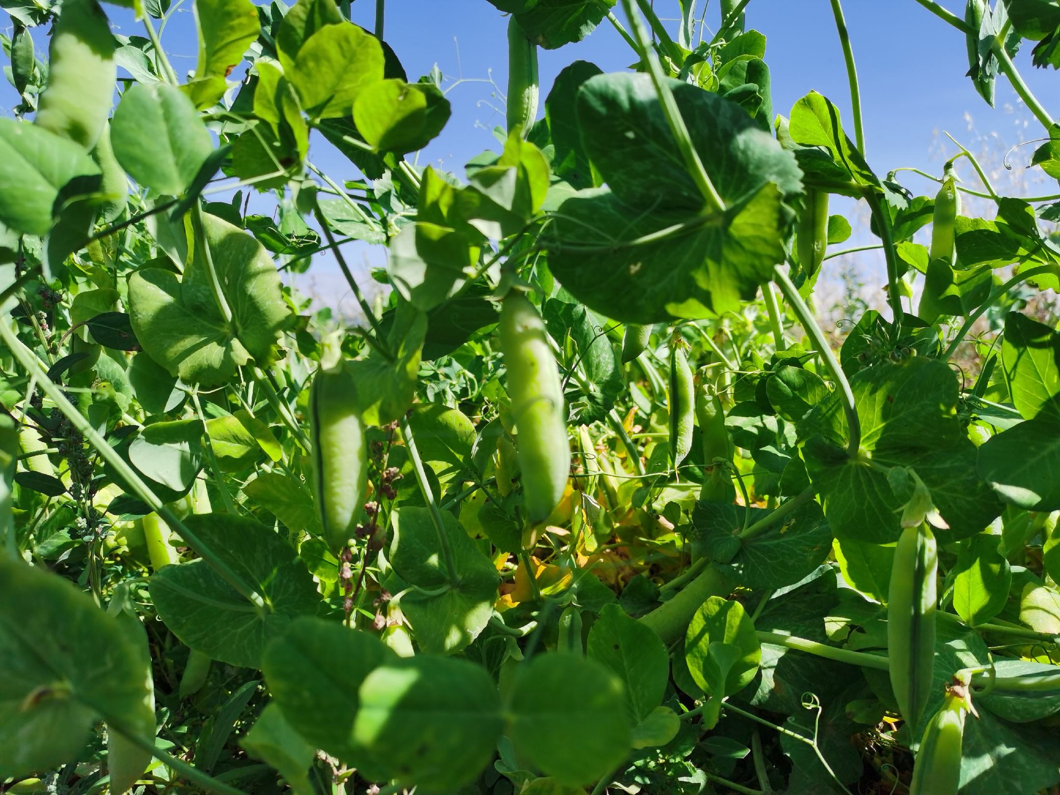 豌豆植株与成熟豆荚
