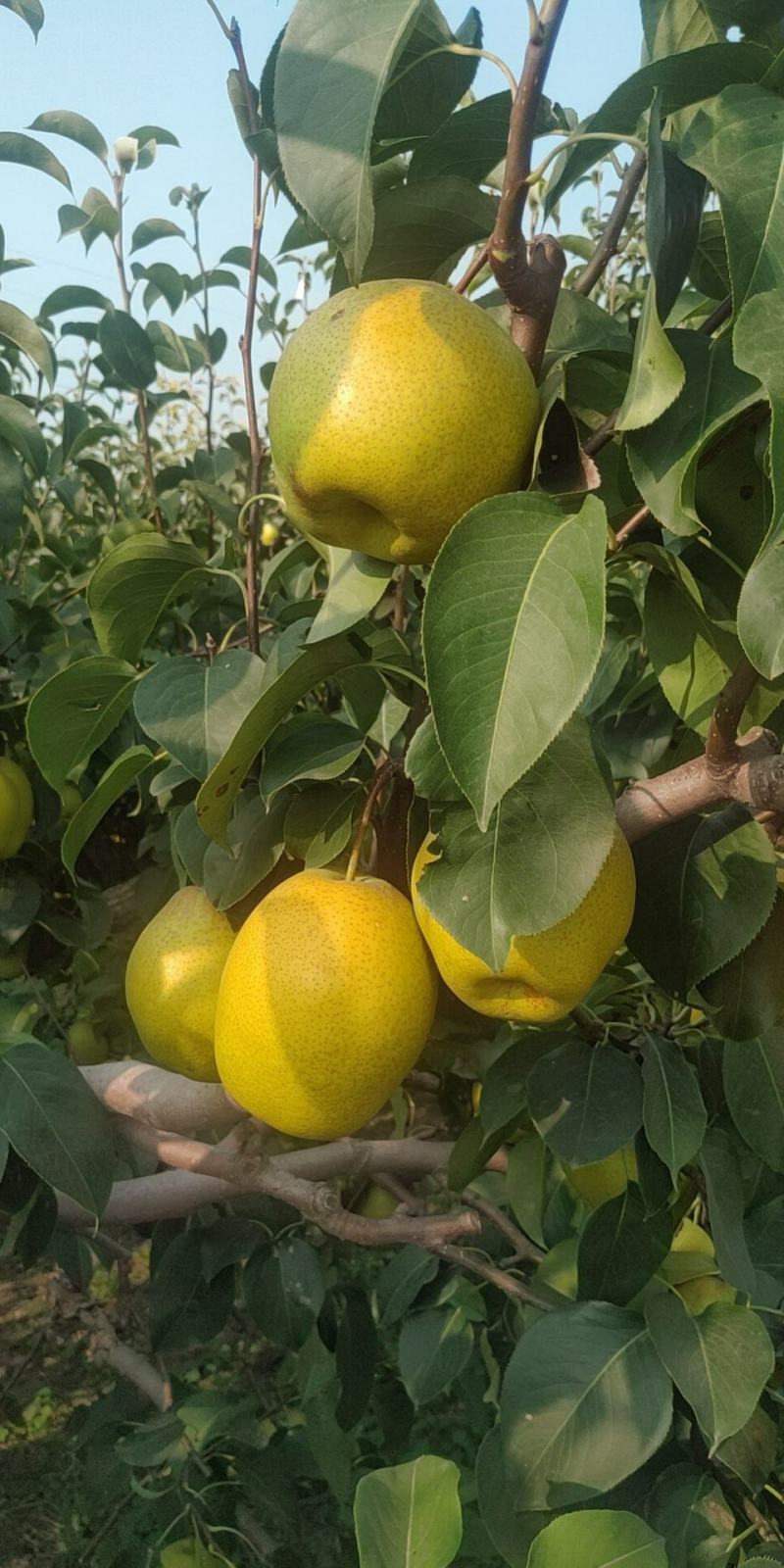 涨跌状态价格(元/斤)品种产地梨产地热销雪花梨行情走势雪花梨品种1