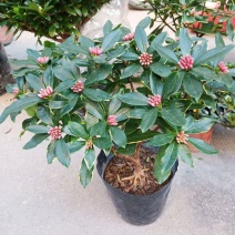 金边瑞香盆栽四季开花耐寒花卉室内观叶植物浓香型带花苞