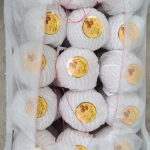 秋月梨大量上市，支持全国发货，一件代发，欢迎您的到来感谢