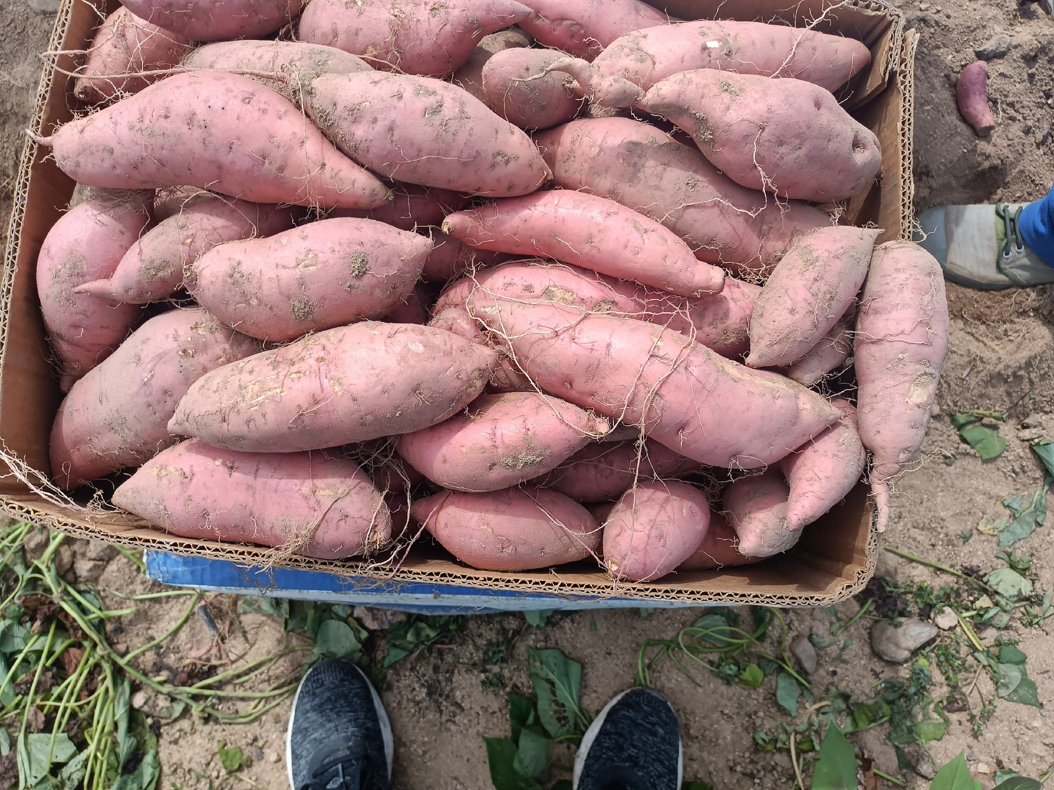 烟薯25号新鲜采挖场景