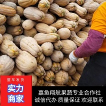 金韩蜜本南瓜湖北嘉鱼翔航果蔬蔬菜专业合作社大量供应