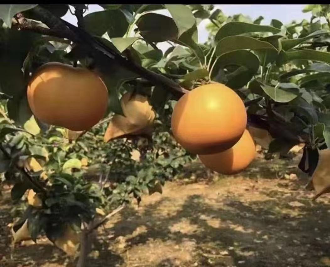 秋月梨果园实景图