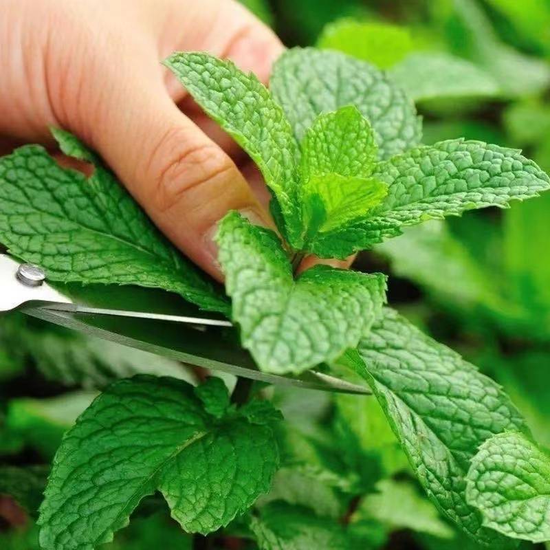 [薄荷种子批发]薄荷种子四季播种阳台盆栽观赏食用易种清爽大叶留兰香