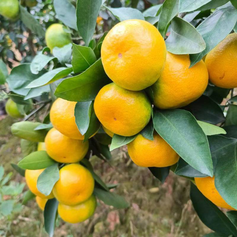 云南蜜桔皮薄肉嫩,囗感甜,主供电商自己承包果园,一手货源