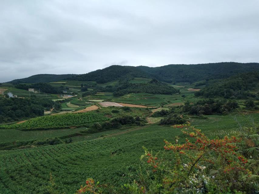 四川省凉山州昭觉县高山梯田中的成片螺丝椒种植基地,可见整齐的垄作布局、滴灌系统和远处的原始森林覆盖,展现生态农业与自然环境的高度融合 大凉山高山梯田辣椒种植基地航拍图