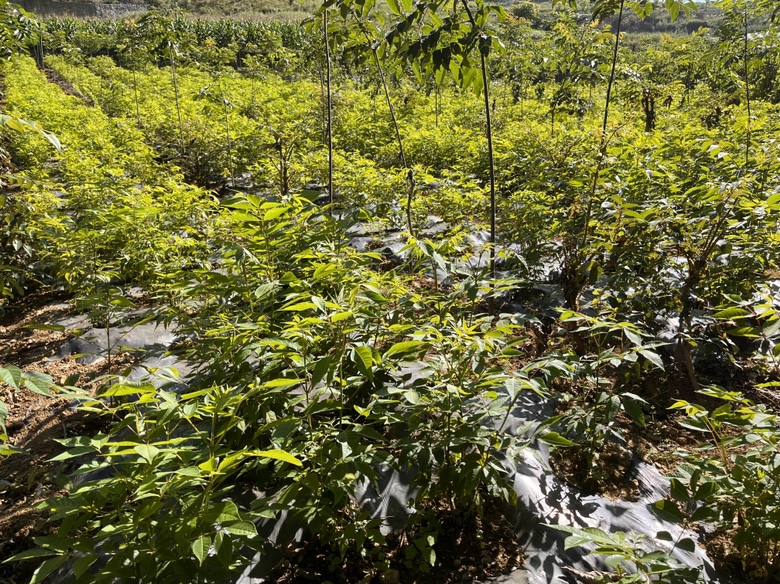 几株1年生侧柏幼苗,根部被黄色壤土堆成小丘状(培土),主干表面涂有白色涂料,地面铺满金黄色玉米秸秆作为保温层,背景为冬季荒地,天空阴沉,展现完整的冬季防护体系 侧柏幼苗冬季保护实景图