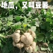地瓜，又叫凉薯豆薯。即菜即是水果，货源充足，量大优惠。