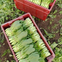 华王菜苔
