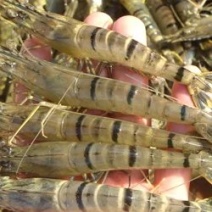 海南东方虾虾、黑金刚、斑节虾