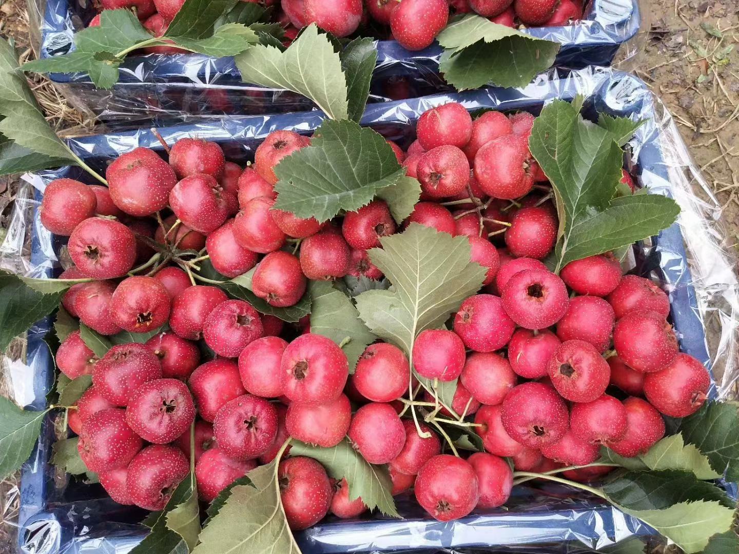 一位中年农民站在大山楂树下,手持竹篮正在采摘高处的红果,脸上洋溢着丰收的喜悦,身边放着装满大五棱山楂的编织筐,地面散落着几片落叶,体现真实生动的乡村劳作场景 农民采摘大五棱山楂场景