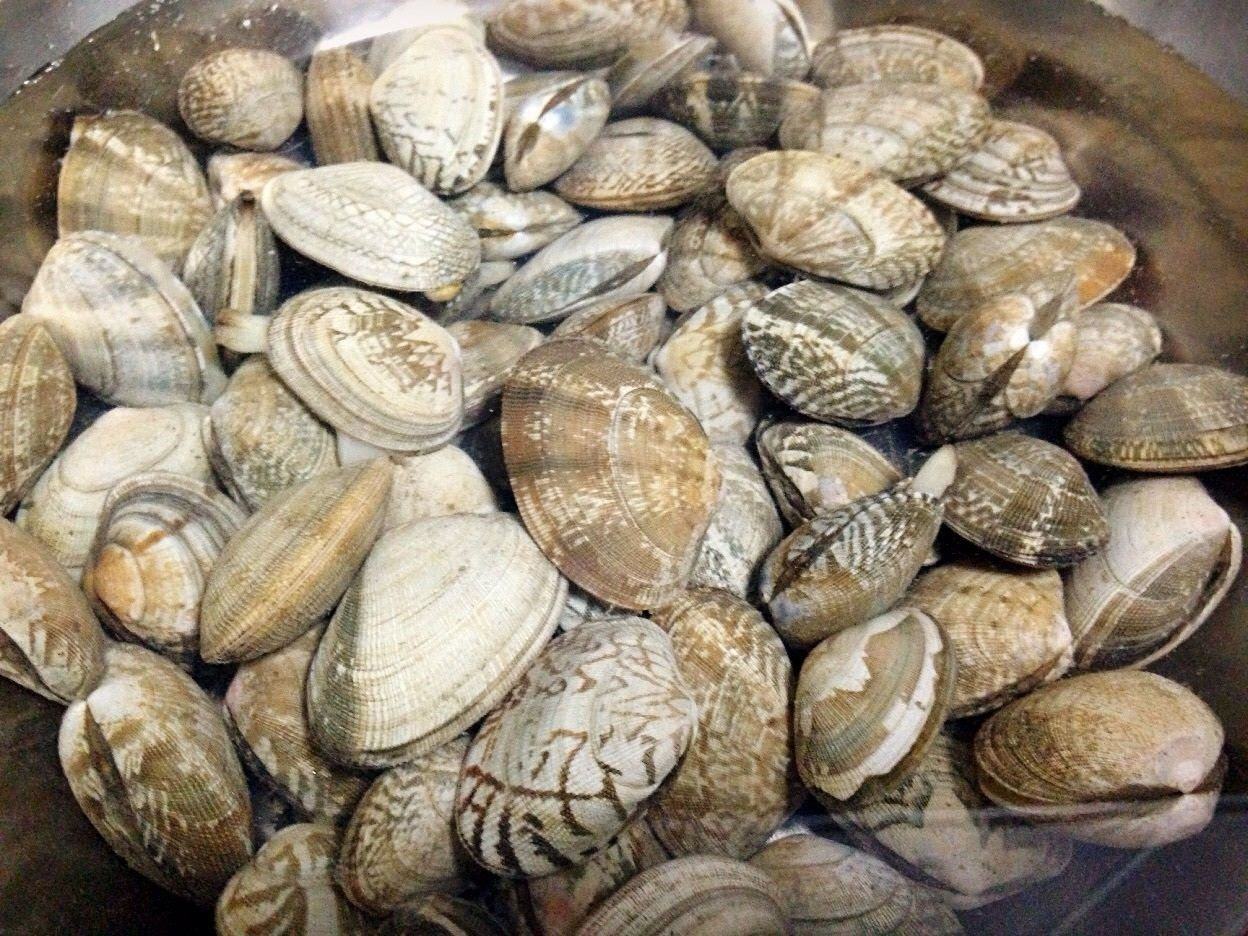 花蛤小朋友可以吃吗：三款儿童适配食谱摆拍——左上角小碗盛放花蛤冬瓜豆腐羹，中间浅盘为彩椒花蛤意面（意面卷曲，花蛤肉粒分明，彩椒鲜艳），右下角小汤碗为花蛤紫菜蛋花汤，三者均使用无图案婴儿级陶瓷餐具，背景为浅木纹台面