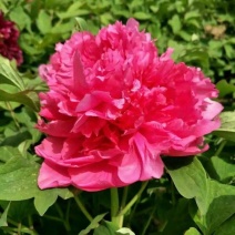 卷叶红牡丹花苗、花深红色千层台阁型、中花品种秋季发货