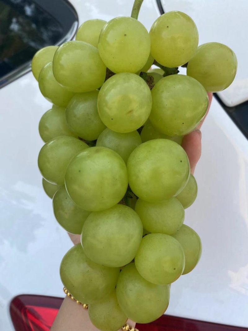 玉波二号葡萄口感清脆甘甜无籽