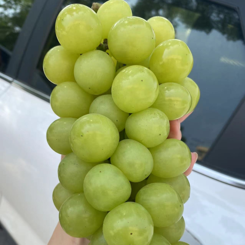 玉波二号葡萄口感清脆甘甜无籽