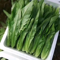 《精选》油麦菜，供应超市与各大市场诚信经营，质量保证