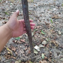 榆叶梅自己种植三公分左右可视频看货，对接全国客户