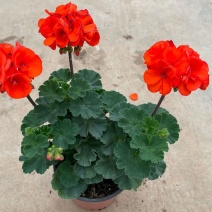 天竺葵盆栽花卉植物室内花易养活重瓣直立大花苗四季绿植带花