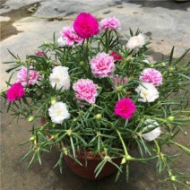 【带根带花苞带土】太阳花苗混色重瓣盆栽花四季开花室外阳台