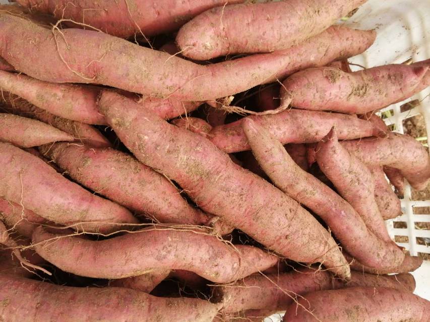 一片开阔的农田中,几位农民正在手工挖掘刚成熟的烟薯,泥土翻起,露出紫红色外皮、金黄内瓤的完整薯块,旁边堆放着装满烟薯的竹筐,阳光洒落,展现丰收喜悦的田园画面 农民在田间收获烟薯的场景