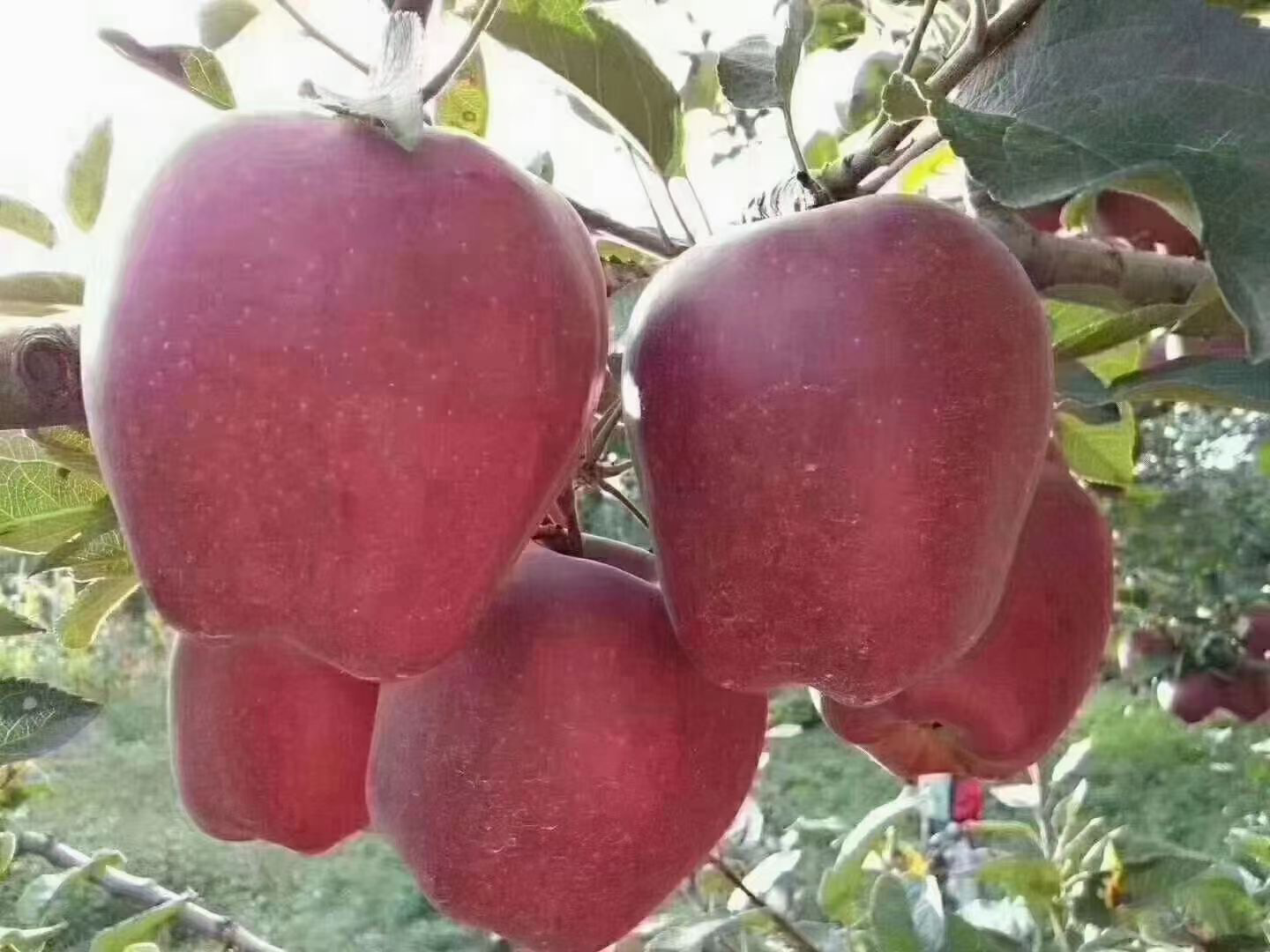 不同大小的三个花牛苹果并列摆放