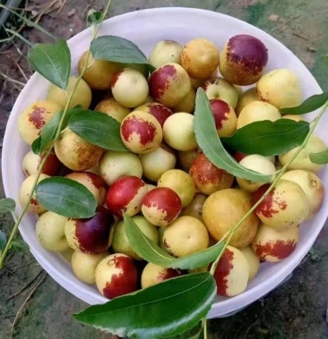 冬枣 山东沾化冬枣 鲜枣 脆甜可口 一手货源 品质保证