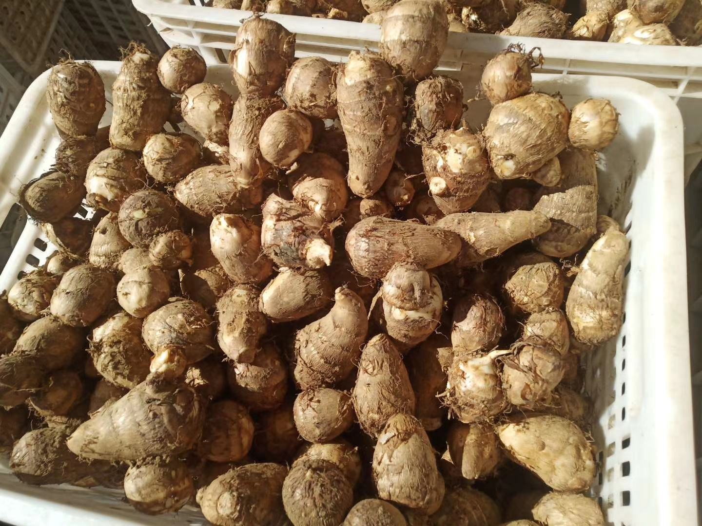 芋头8520深加工产品展示图