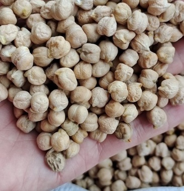 [鹰嘴豆批发]鹰嘴豆 现货供应鹰嘴豆(大粒 中粒 小粒)鸡心豆鹰嘴豆