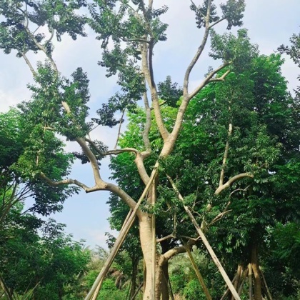 江西铁冬青产地行情