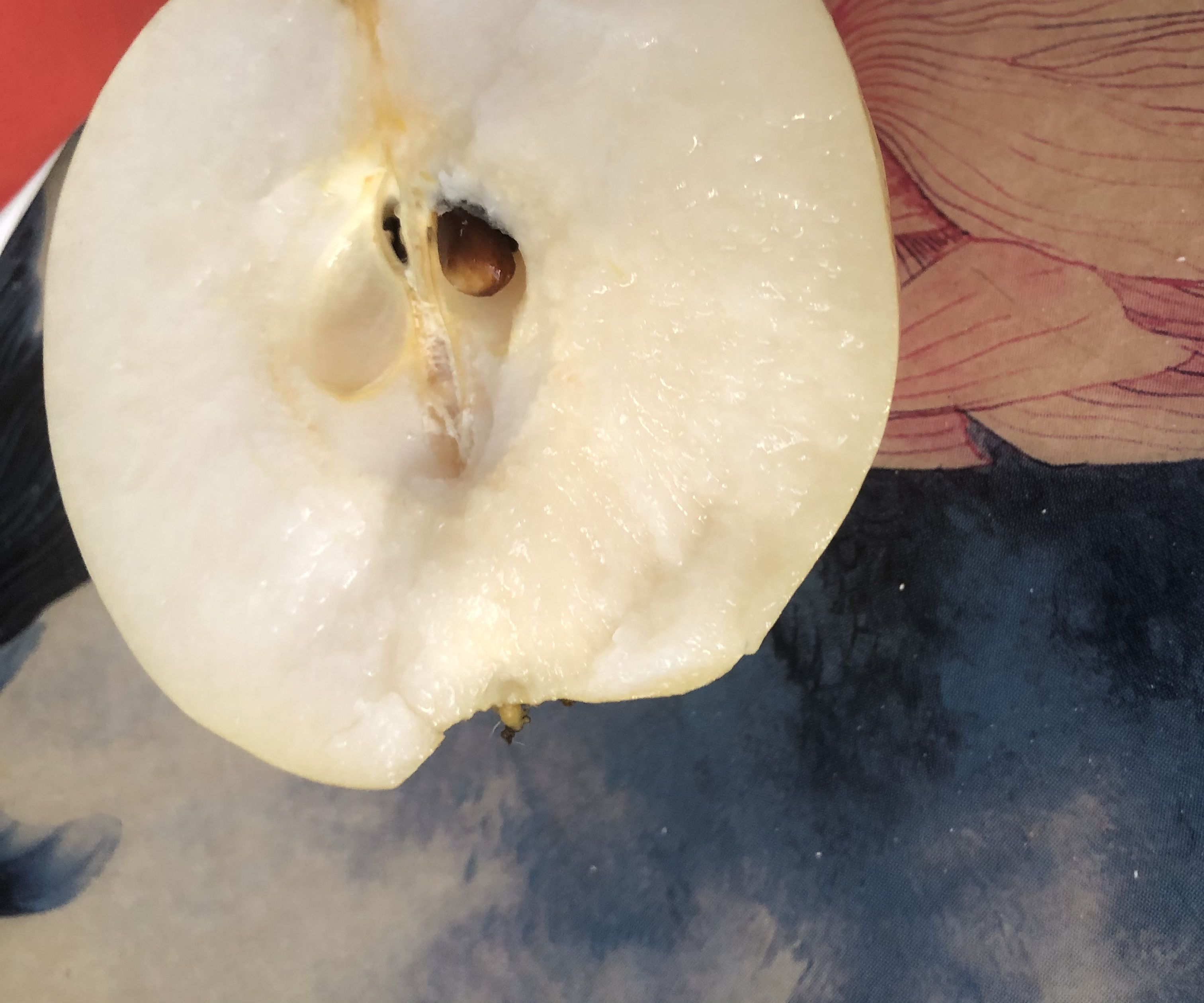 秋月梨整果与切面特写