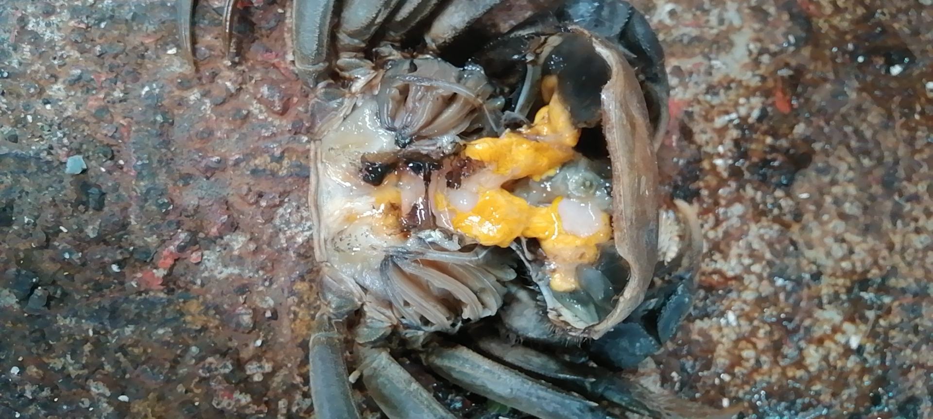 香辣炒大闸蟹成品