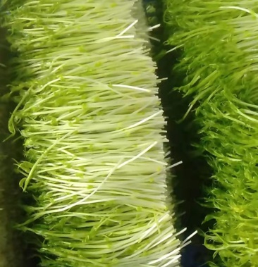 精品盒装豌豆苗无添加的