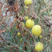 马泡