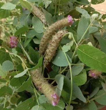 [狸尾草批发]狸尾草价格88.00元/斤 - 一亩田