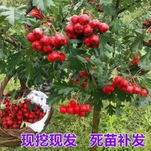 山楂树山楂树苗基地直供1-5年生成活率高