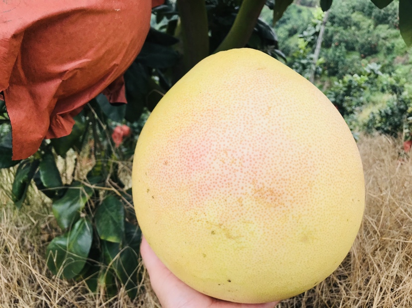 农户手工采摘琯溪蜜柚特写场景