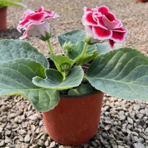 大岩桐花苗重瓣带花苞盆栽四季开花卉好养易活芙蓉花盆景室内