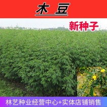 木豆种子多年生四季散装直立灌木树豆柳豆豆蓉树黄豆三叶豆种