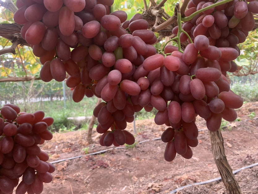 克伦生葡萄特写镜头