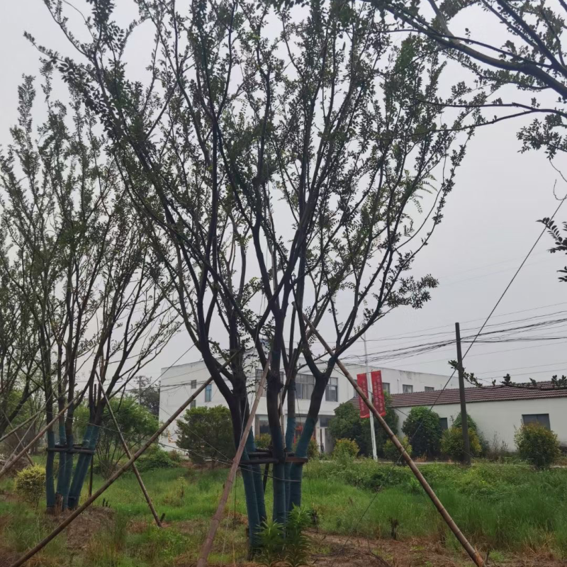 丛生朴树 多杆朴树 原生朴树 拼接朴树 精品丛生朴树