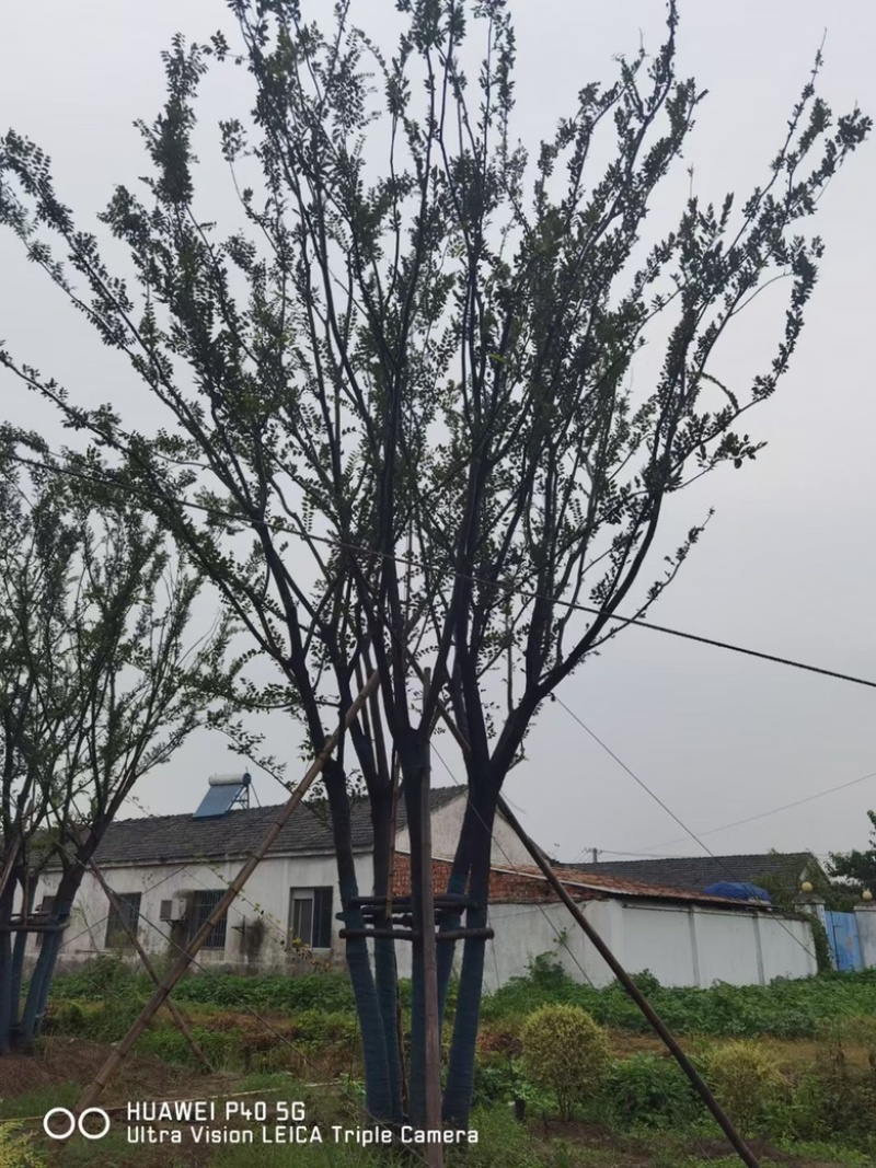 丛生朴树 多杆朴树 原生朴树 拼接朴树 精品丛生朴树