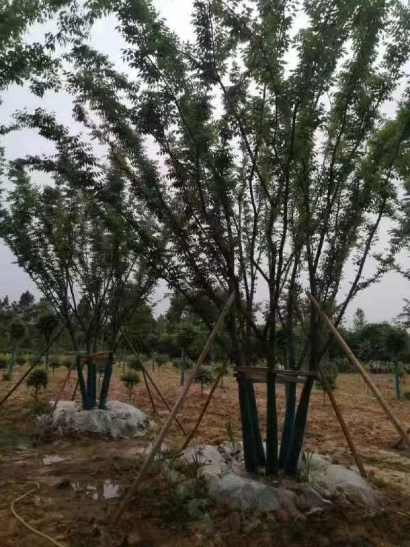 丛生朴树 多杆朴树 原生朴树 拼接朴树 精品丛生朴树