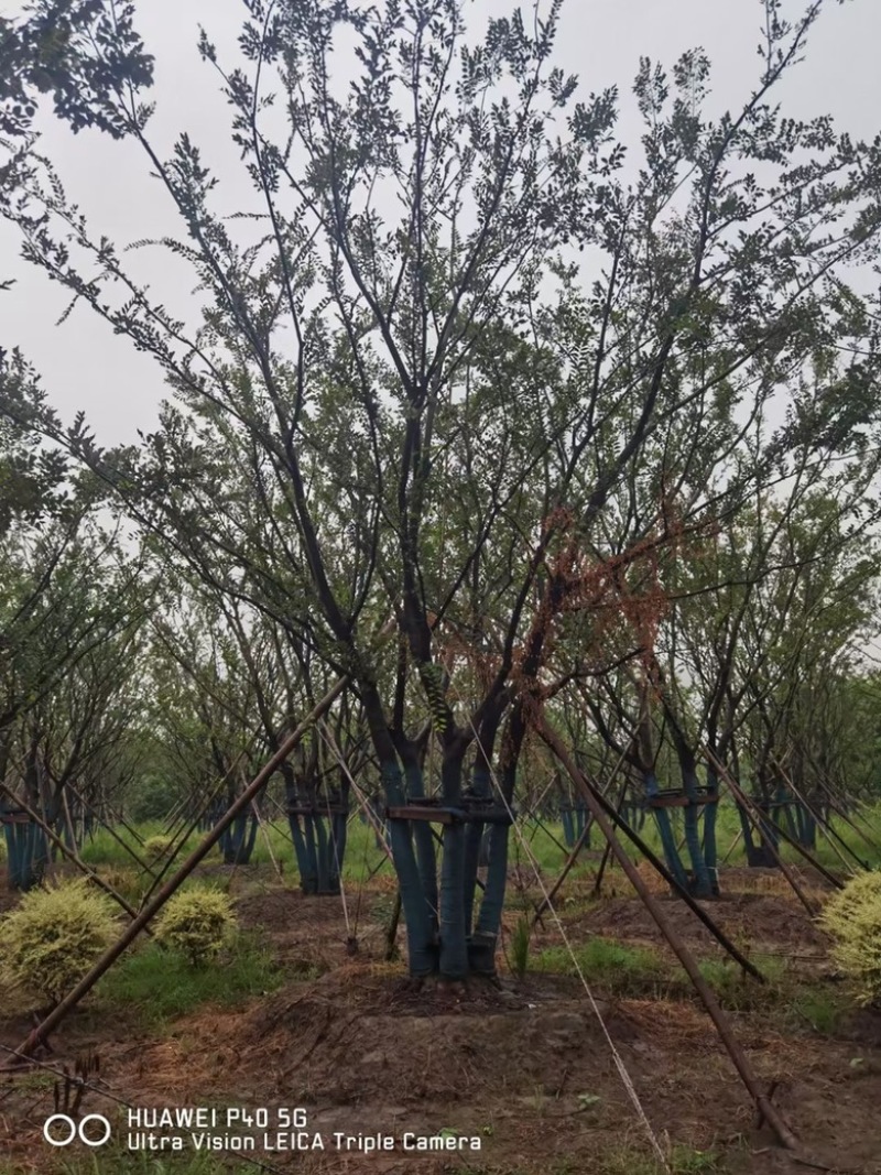 丛生朴树 多杆朴树 原生朴树 拼接朴树 精品丛生朴树