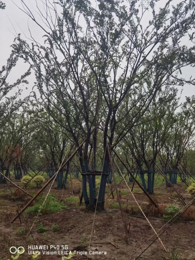 丛生朴树 多杆朴树 原生朴树 拼接朴树 精品丛生朴树